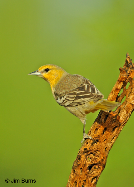 Bullock's Oriole female