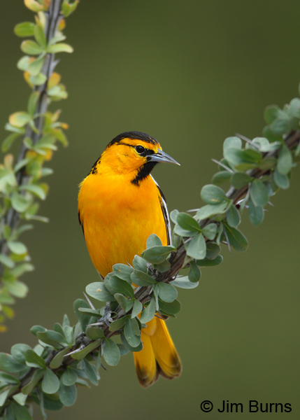 Bullock's Oriole male in Ocotillo