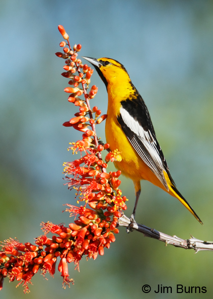 Bullock's Oriole male on Ocotillo