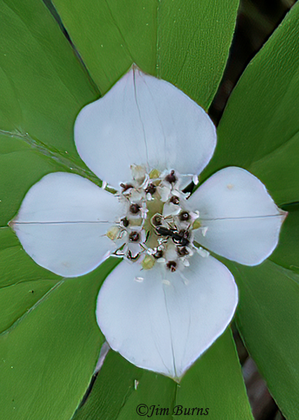 Bunchberry with beetle, Michigan--7108