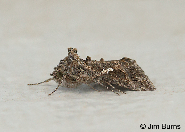 Cabbage Looper Moth, Arizona