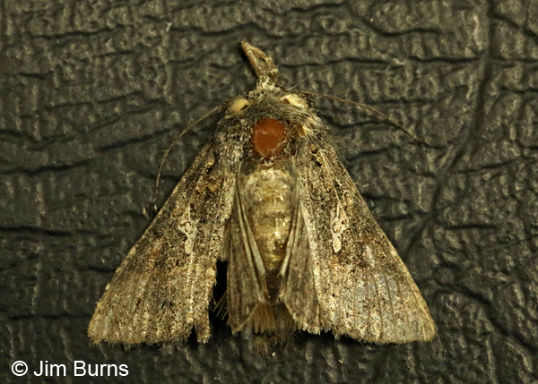 Cabbage Looper Moth, very worn, Arizona