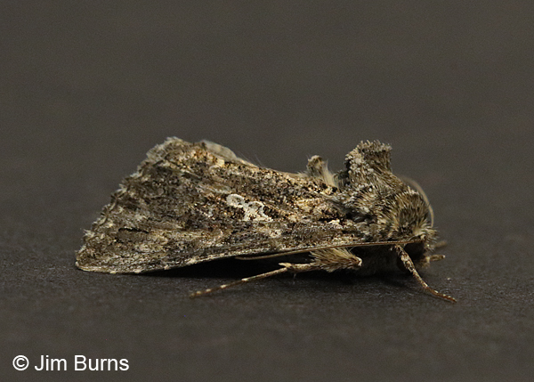 Cabbage Looper Moth #2, Arizona