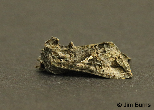 Cabbage Looper Moth #4, Arizona