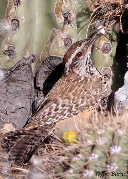 Cactus Wren removing fecal sac from nest--0685