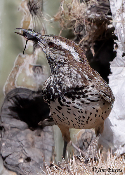 Cactus Wren with mouse for nestlings--0759