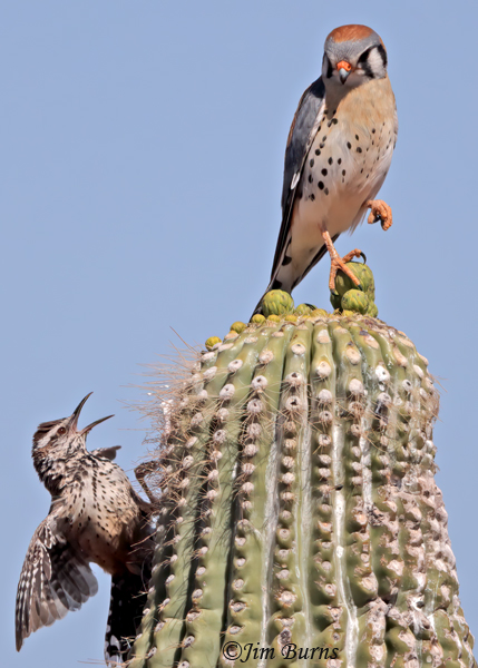 Cactus Wren harassing American Kestrel near nest--0952
