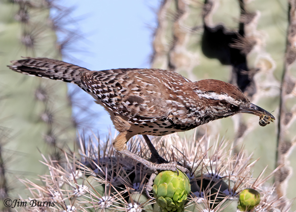 Cactus Wren with bee for nestlings--1168