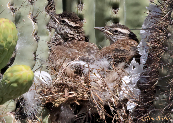 Cactus Wren fledglings just exploring out of nest--4287