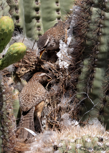 Cactus Wren nest with two hungry nestlings--4341