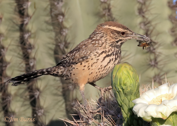 Cactus Wren with food items, including Honey Bee, for nestlings--4503