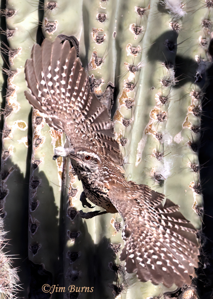 Cactus Wren parent leaving nest with fecal sac--4601