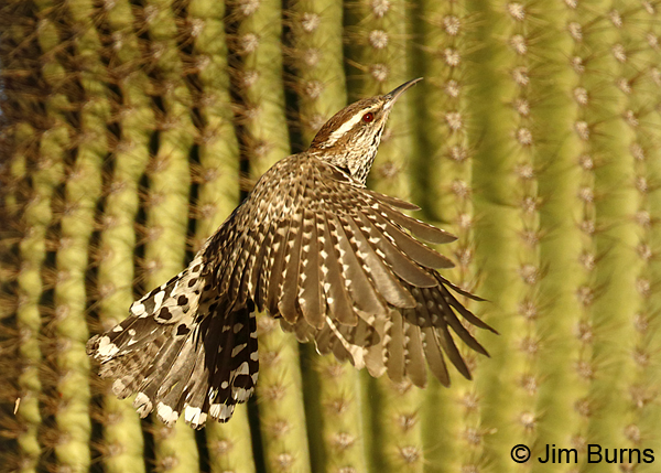 Cactus Wren and Saguaro