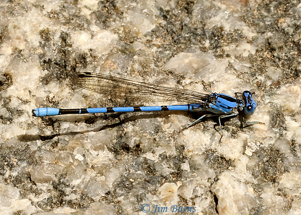 California Dancer male, Maricopa Co., AZ, May 2019--2997