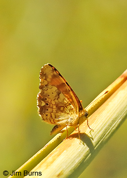 California Crescent, California---9948