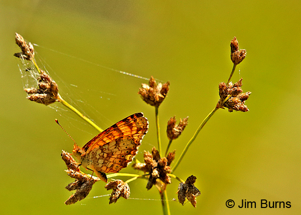 California Crescent underwing, Oregon
