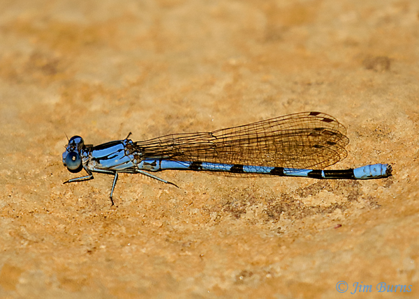 California Dancer male, Pinal Co., AZ, December 2018--4464