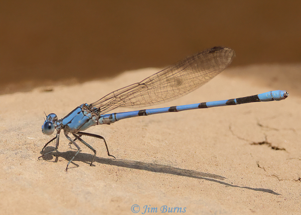 California Dancer male, Maricopa Co., AZ, July 2021--9561