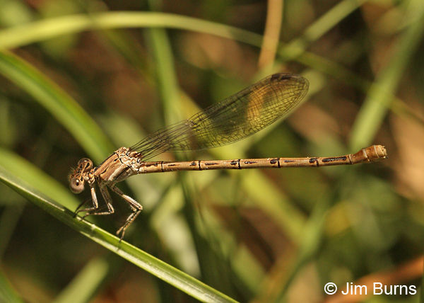 California Dancer female, Colusa Co., CA, June 2013