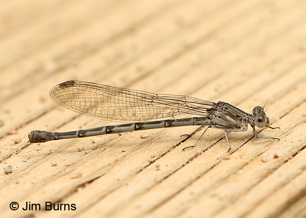 California Dancer female, Maricopa Co., AZ, April 2017