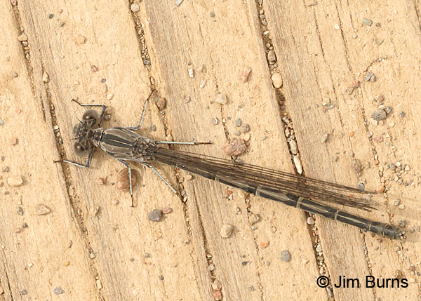 California Dancer female dorsal view, Maricopa Co., AZ, April 2017