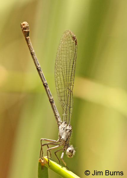 California Dancer female, Maricopa Co., AZ, June 2012