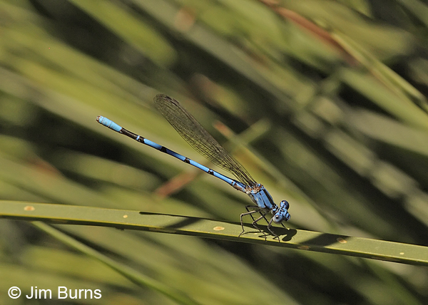 California Dancer male, Colusa Co., CA, June 2013