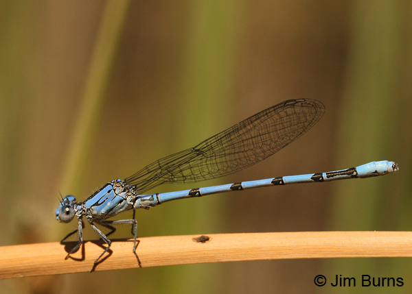 California Dancer male, Maricopa Co., AZ, April 2012