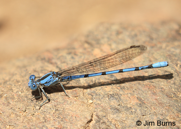 California Dancer male, Maricopa Co., AZ, April 2016
