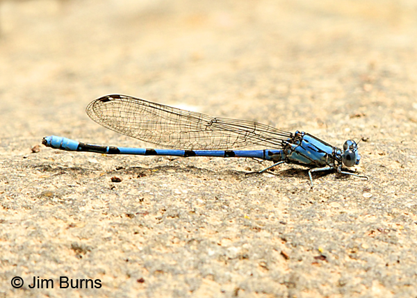 California Dancer male, Maricopa Co., AZ, April 2017