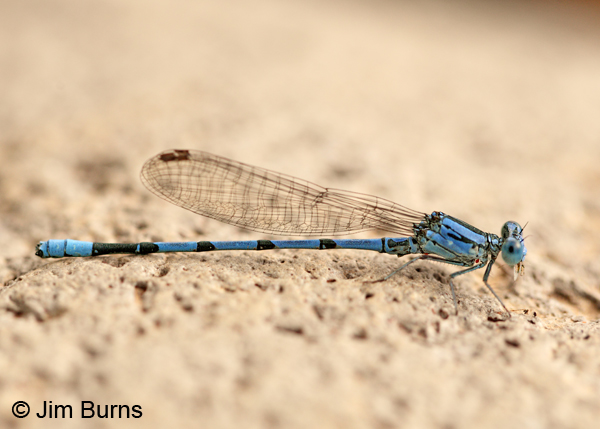 California Dancer male, Maricopa Co., AZ, October 2011