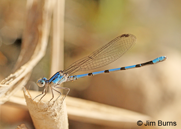 California Dancer male, Maricopa Co., AZ, August 2011