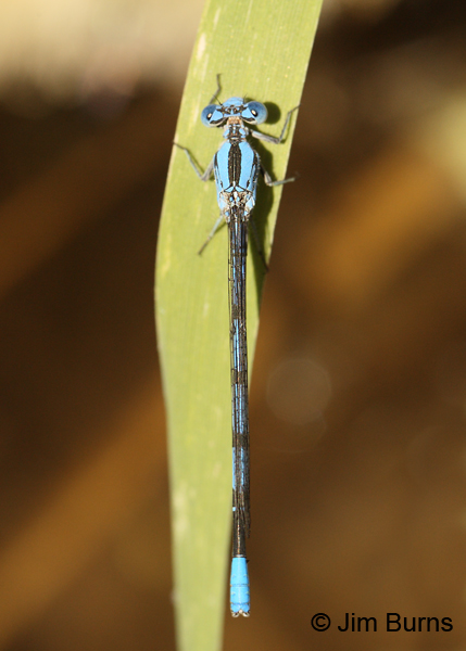 California Dancer male dorsal, Maricopa Co., AZ, May 2012