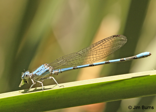 California Dancer male eating leafhopper, Maricopa Co., AZ, May 2012