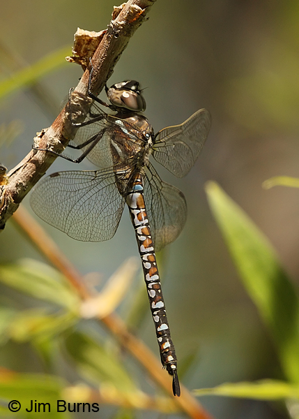 California Darner andromorph female, Jackson Co., OR, July 2013