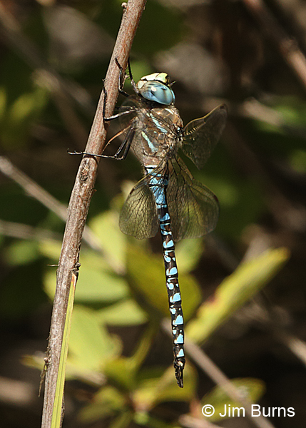 California Darner male, Klamath Co., OR, August 2015