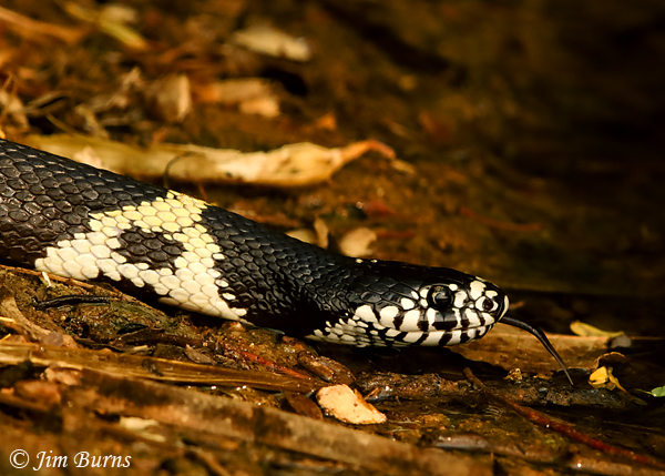 California Kingsnake tongue--6507