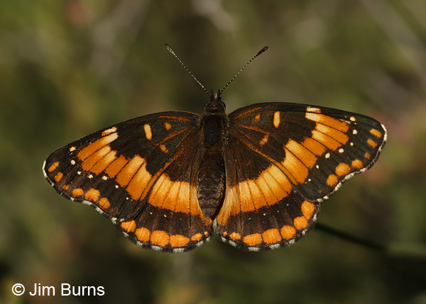 California Patch, Arizona