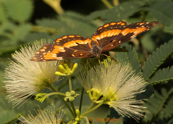 California Patch on Tenaza, Arizona--3574