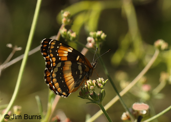California Patch underwing, Arizona