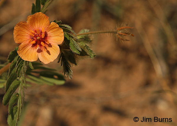 California Poppy stamen shadows, Arizona