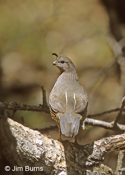 California Quail female