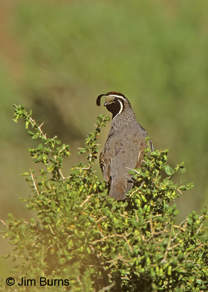 California Quail male in habitat