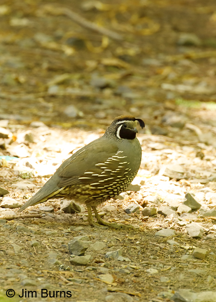 California Quail male close-up--9796
