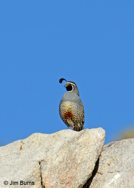 California Quail male on rock
