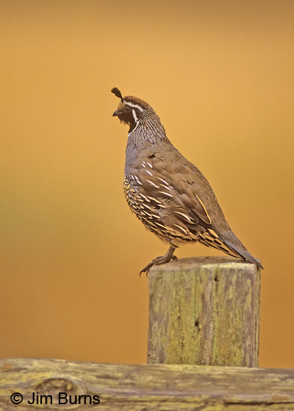 California Quail male