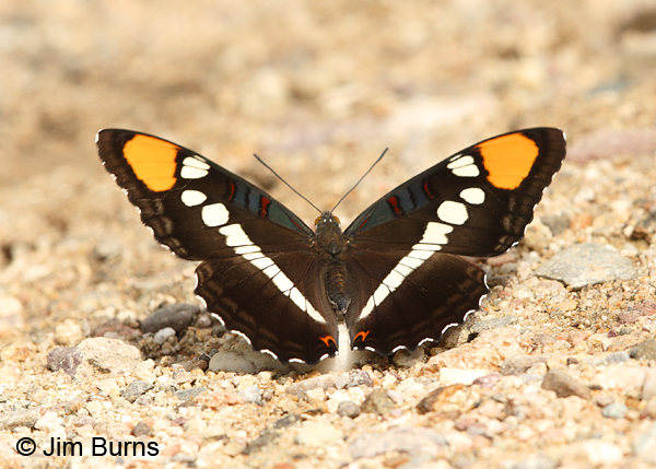 California Sister, Arizona