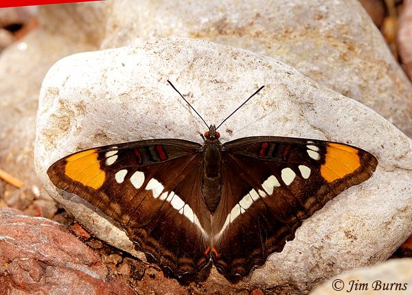 California Sister spreadwing, Arizona--4436