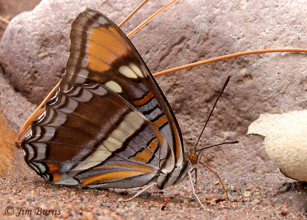 California Sister underwing, Arizona--4466