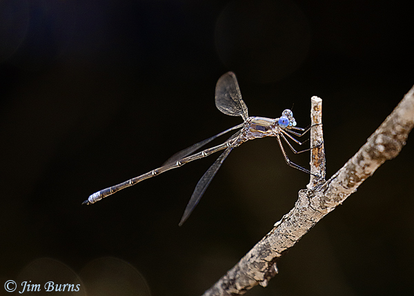 California Spreadwing, Pinal Co., AZ, July 2020--4899